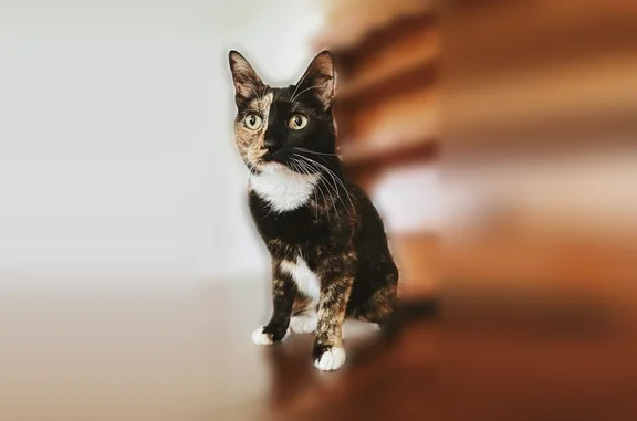 Lost cat, South Section Street, 554, Fairhope - female calico with half black face - photo