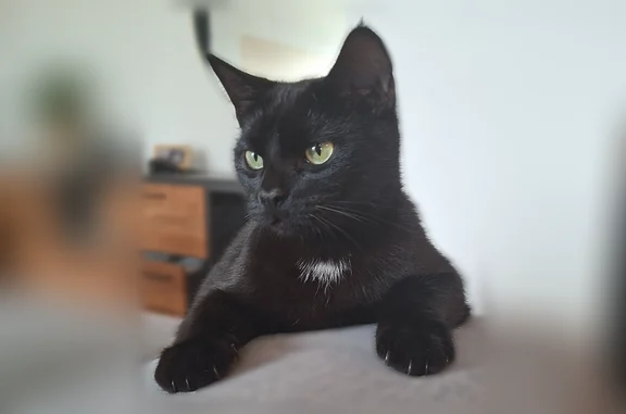 Perdu chat femelle, Avenue Guynemer, 10, Avrillé, Paris - sociable, câlin - photo