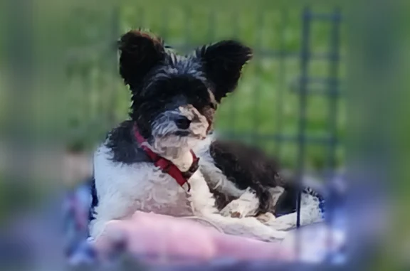 Lost dog, Burt Avenue Southeast, Wyoming - female, friendly but timid - photo