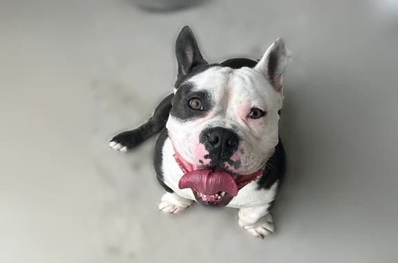 Lost dog, South Interstate 45, 6000, Wilmer - male, white and gray with brown highlights, short and stocky - photo