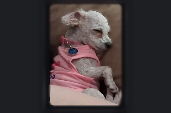 Lost pets Peoria, photo: Lost dog, West Paradise Lane, 8608, Peoria - female, white with a little tan, purple collar