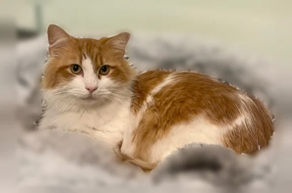 Lost cat, Hunter Lane, Oaklawn, East Newnan - male, orange and white long-haired, medium-sized - photo