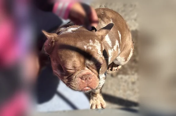 Missing dog Gary, photo: Lost dog, West 44th Avenue, 613, Gary - female French bulldog