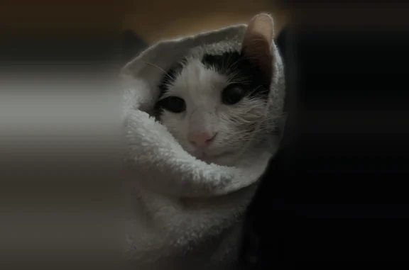 Lost cat, Montgomery Avenue, Schwenksville - female, very vocal - photo