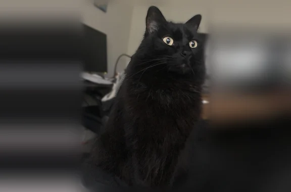 Lost cat, Trinity Oaks Lane, Raleigh - female, black, medium/long hair - photo