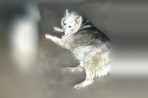 Lost dog, South Patton Court, 1085, Denver - photo