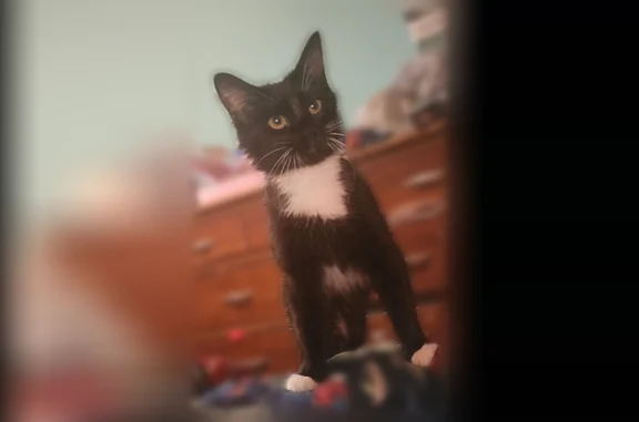 Lost cat, Persimmon Drive, 2810, Killeen — female, long-haired tuxedo - photo