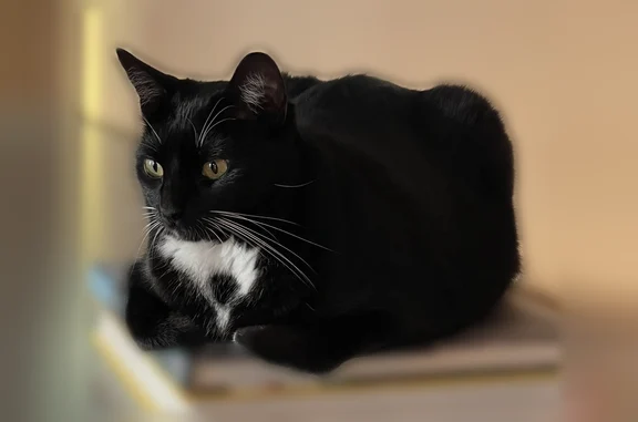 Found cat Horizon West, photo: Found cat, Powder Ridge Trail, 8441, Horizon West - female, black and white, about 13 pounds