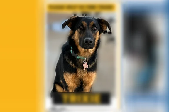 Lost dog, female, Clover Lane, Cartersville - black, brown, and white lab beagle mix - photo