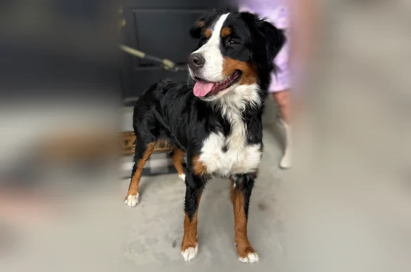 Lost dog, South Mill Road, Spanish Fork - female - photo