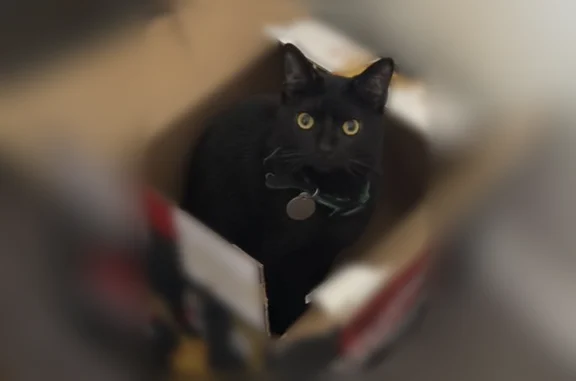 Lost cat, Graceland Avenue, 3159, Indianapolis - male, all black, skinnyish, green-blueish collar - photo