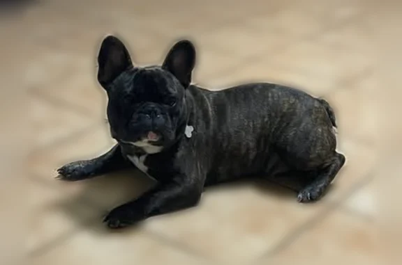 Lost dog, Kirshner Way, San Antonio, Texas - male Frenchie with a white chest - photo