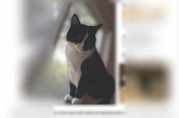 Lost cat, Southwest 3rd Street, 1562, Corvallis - female, black and white - photo
