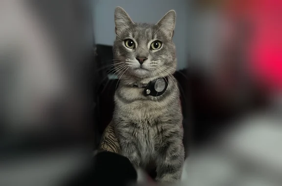 Missing cat Portland, photo: Lost cat, male, Leslie Drive, 604, Salinas, Portland — gray-white coat, two scars on nose, collar found