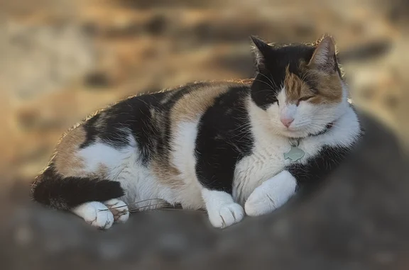 Missing cat Female, Bellevue (usl539543) - photo