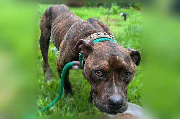 Found dog Birmingham, photo: Found dog, 1st Avenue North, 4336, Birmingham - intact male brindle pit bull