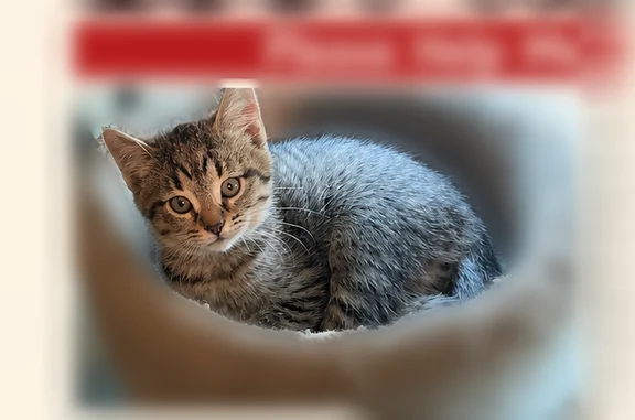 Lost cat, Buechel Bank Road, 2106, Louisville - young male kitten - photo