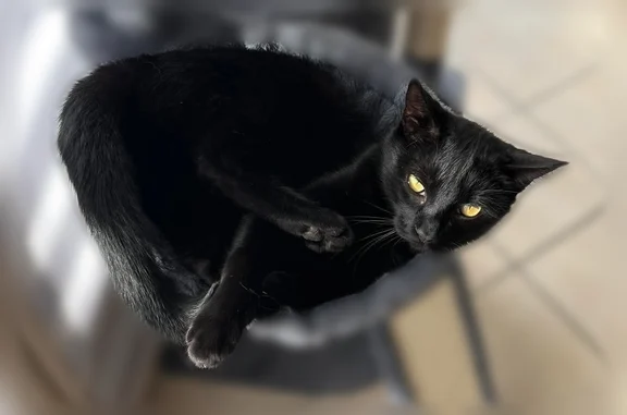 Chat perdu mâle, Domérat, Le Louroux Béconnais — collier vert - photo