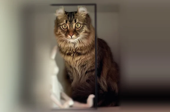 Perdu chat femelle, Boulevard Eugène Decros, 122, Épinay-sur-Orge - méfiante - photo
