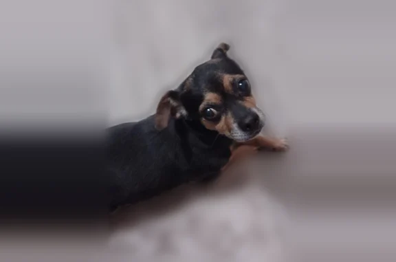 Lost dog, Sauk Village, Chicago - female Chihuahua with a lump on her stomach - photo