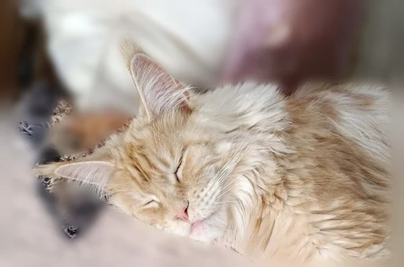 Chat perdu mâle, Parvis Notre Dame - Place Jean-Paul II, 6, Paris - très grande taille, roux caramel - photo