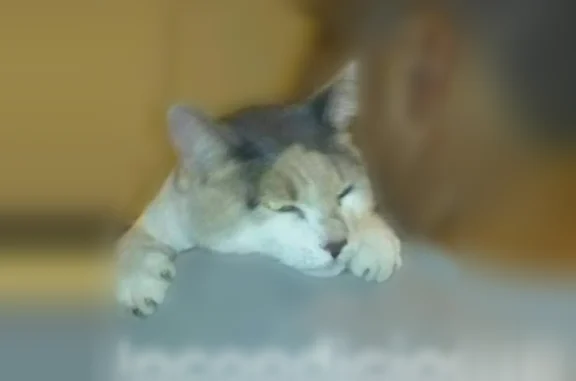 Lost cat, Reiger Avenue, 4618, Dallas - female, indoor cat - photo