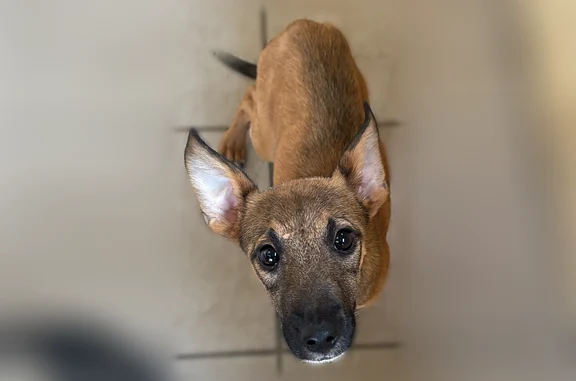 Animaux perdus et trouvés Fonsorbes, photo: Trouvé chien femelle, Impasse Sainte-Cécile, 2, Fonsorbes — jeune chiot