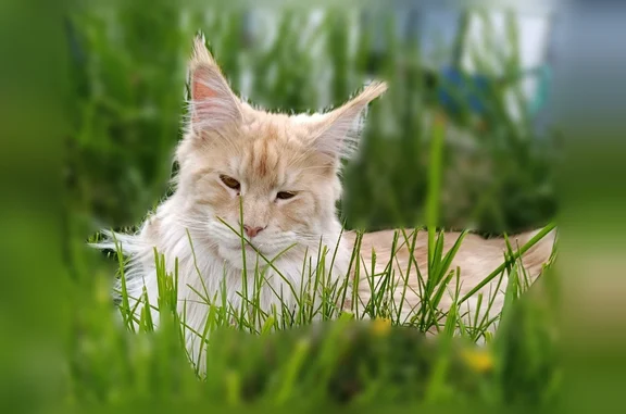 Chat perdu mâle, Paris — roux caramel, très grande taille - photo