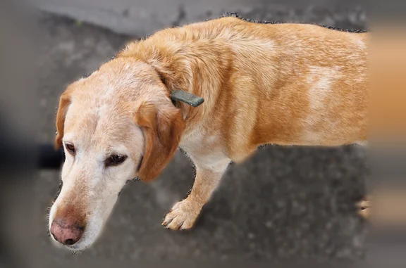Animaux perdus et trouvés Grenoble, photo: Chien trouvé mâle, Pornic, Grenoble - un peu âgé, très sociable