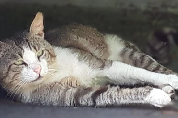 Animaux perdus et trouvés Noisiel, photo: Chat trouvé, Rue de la Mare Blanche, 7, Noisiel — miaule beaucoup