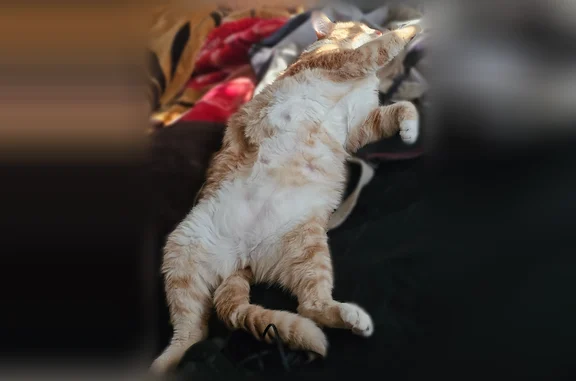 Chat perdu mâle, Rue de l'Arceau, 4, Salon-de-Provence, Marseille - roux et assez peureux - photo