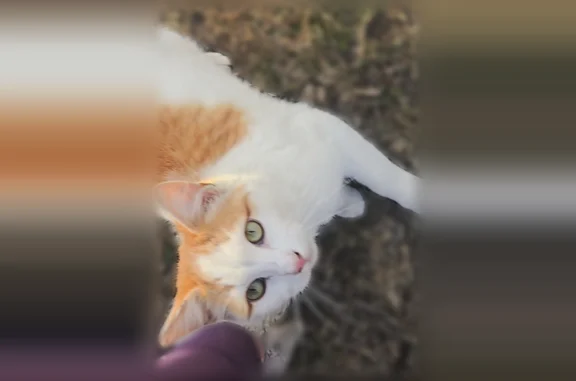 Missing cat Grand Junction, photo: Lost cat, Independent Avenue, 830, Grand Junction - neutered male with a very slight ear tip