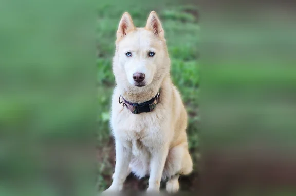 Lost dog, Wood Avenue, Burlington, Mebane — female, red husky, blue eyes - photo