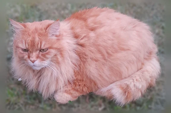 Bonjour, Mimiroux à sauter le mur de notre résidence louée pour les vacances. Il ne connais pas le quartier. Il est roux, pèse 6 kg et a une puce d'identification. Je compte sur vous et vous remercie d'avance.
