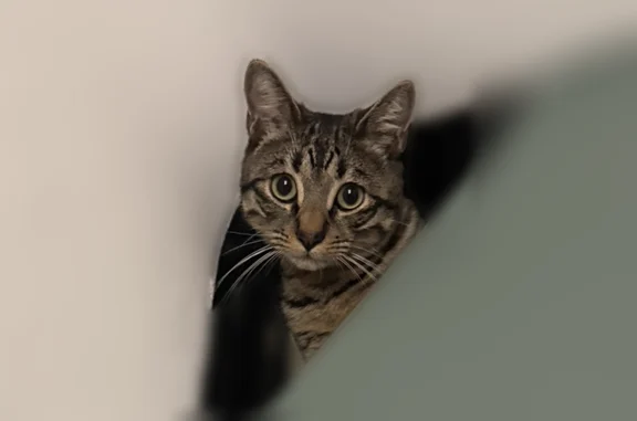 Animaux perdus et trouvés Sorgues, photo: Chat perdu mâle, Lotissement Nello Borri, 23 A, Sorgues - tigré gris marron, yeux verts