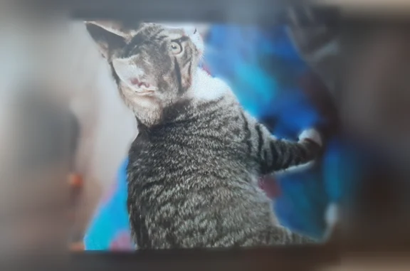 Chat perdu mâle, Le Pont d'Ohin, 610, Acigné - tigré gris rayé de noir - photo