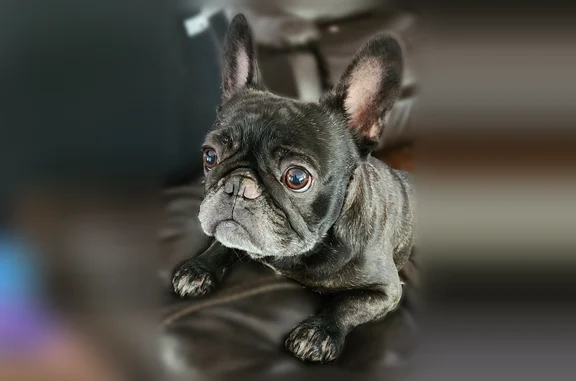Lost dog, Ridgewood Terrace, Arlington - black brindle Frenchie with white patch on chest - photo