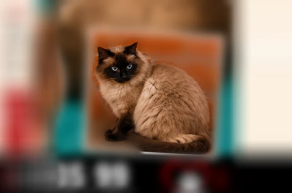 Animaux perdus et trouvés Pompertuzat, photo: Perdu chat mâle, Route de Deyme, Pompertuzat - âgé d'environ 18 ans