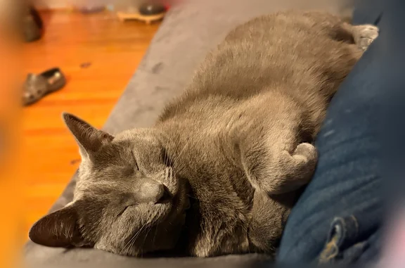 Lost and found pets Glen Allen, photo: Lost cat, Ireland Lane, 11450, Glen Allen - female, yellow and black Snoopy collar