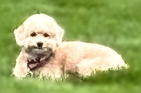 Lost dog, College Boulevard, 19904, Olathe, Olathe - female, 7 years old, very afraid of people - photo