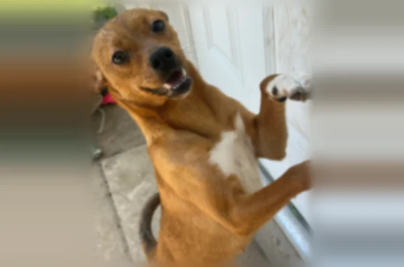 Found dog Sherwood, photo: Found dog, Patricia Lynn Lane, 8601, Sherwood - female, reddish brown with white socks