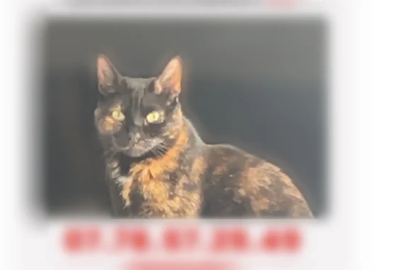 Chat perdu femelle, Rue de l'Abbé Picard, 1, Champcueil - photo