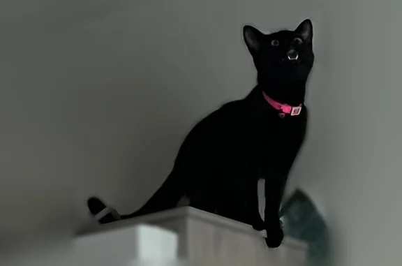 Missing cat Female, Savannah (usl539580) - photo