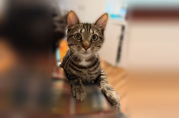 Lost cat, Union Avenue, 35, Ronkonkoma, Manhattan - male tabby, still a baby - photo