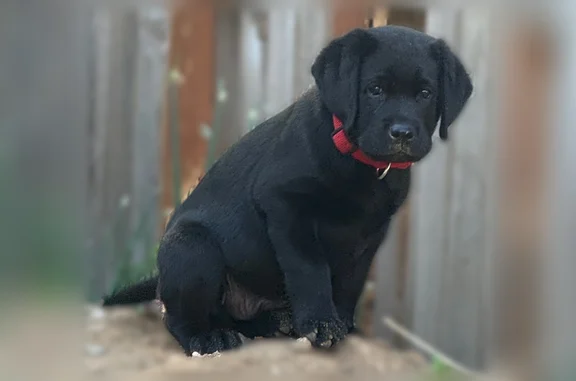 Lost dog, West 95th Avenue, 9004, Westminster, Golden - male Black Labrador puppy, 9 weeks old - photo