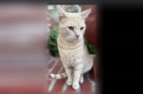 Lost cat, West Park Place, 1808, Oklahoma City - male - photo