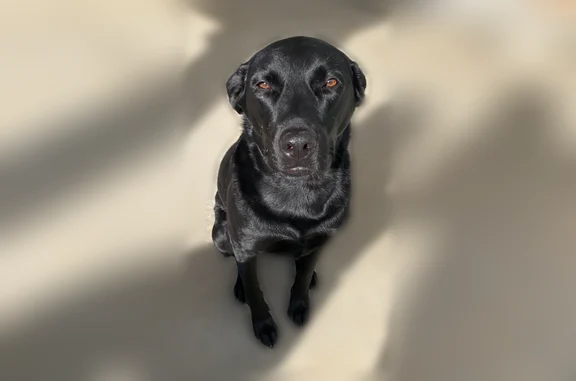 Lost dog, Ebenezer Drive, 130, Newnan - male, black soft coat - photo