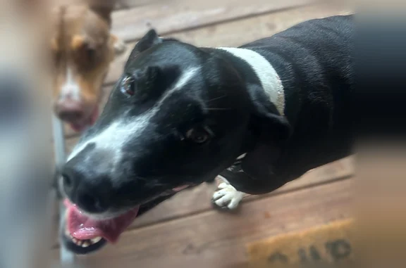 Found dog Charleston, photo: Found dog, Bellfounte Road Northeast, Charleston - black and white male