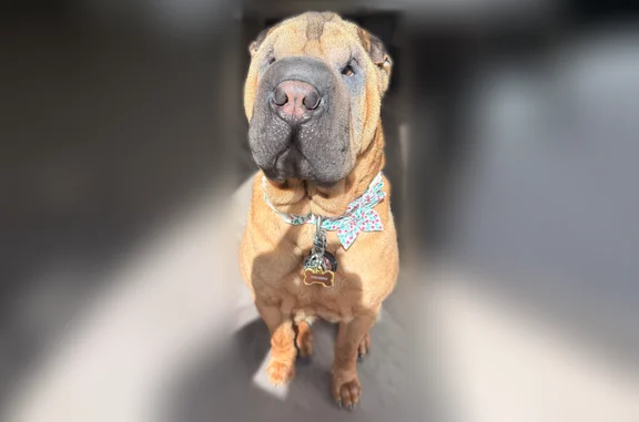 Lost dog, West Timpanogos Highway, 5175, Highland - female, friendly, tan with black ears - photo