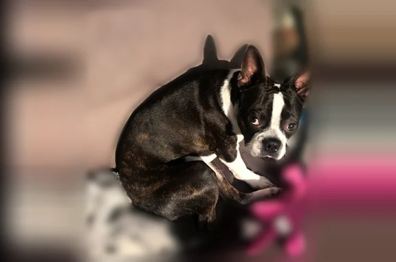 Lost dog male, Davidson Road, 34, Crossville — brindle Boston terrier, 8 years old - photo